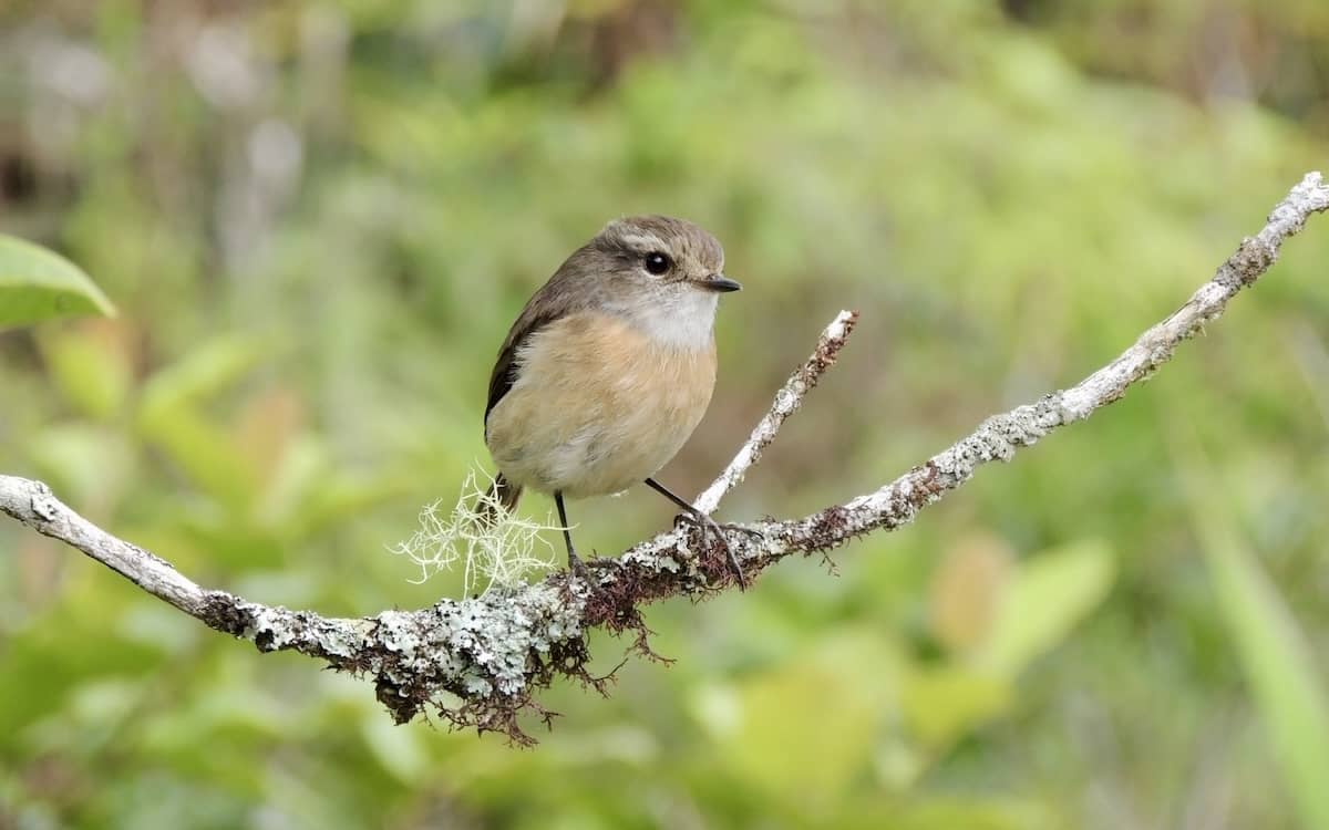 Paysage de forêt réunionnaise et faune terrestre