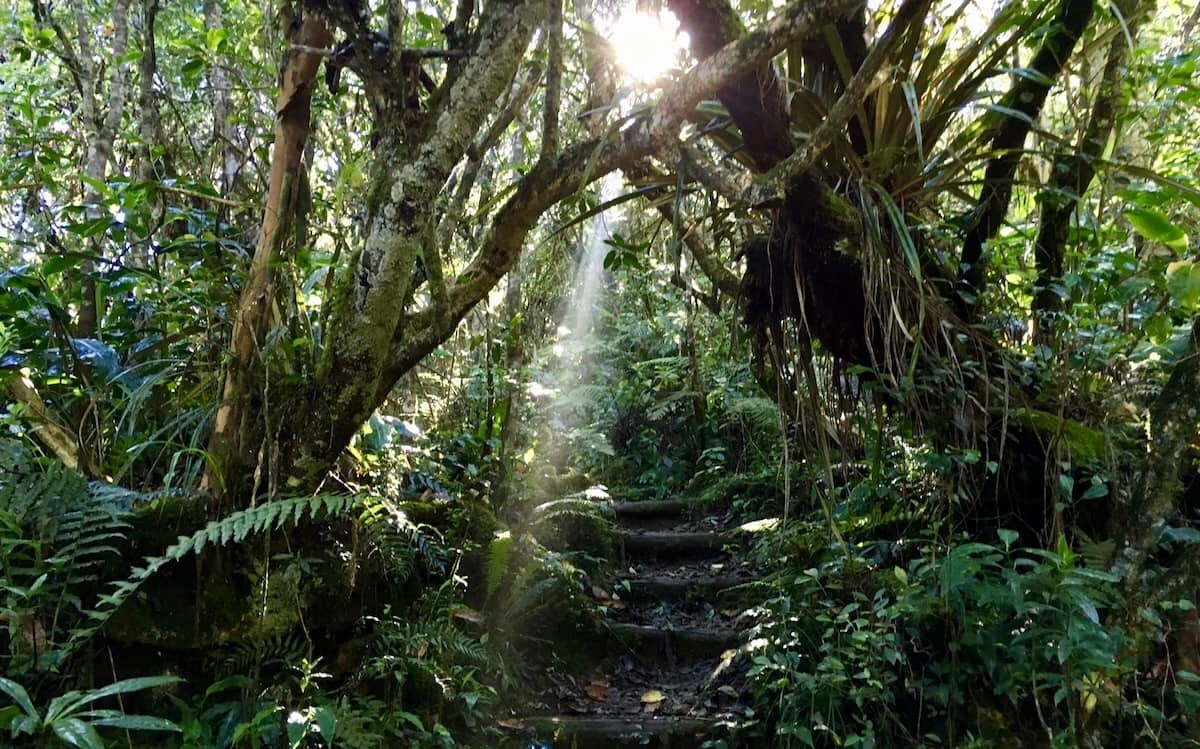 Forêt tropicale humide à La Réunion